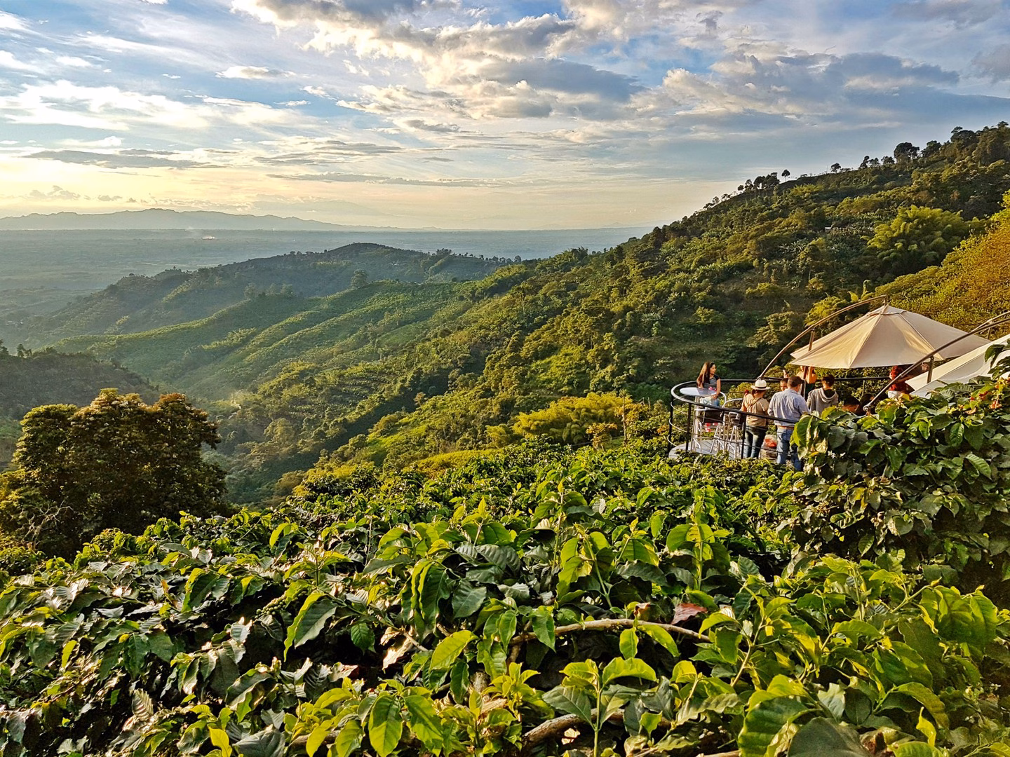 La Ruta del Café